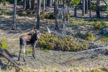 A Second Year Moose Calf Roaming through Rocky Mountain National Park