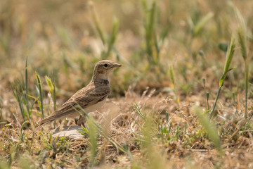 Stunning bird photo. Greater short-toed lark / Calandrella brachydactyla