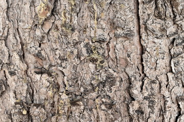 Texture wood background nature