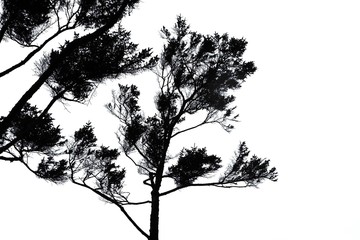 silhouette of a tree on white background