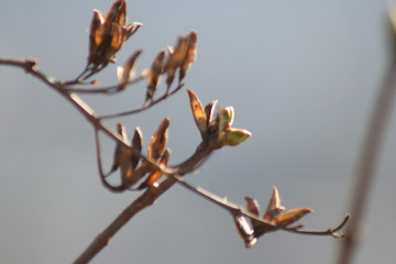 spring, tree, nature, branch, blossom, flower, plant, white, winter, season, sky, bud, leaf, pink, cherry, flowers, willow, autumn, growth, bloom, green, blooming, beauty, snow, twig, berlin