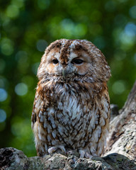 portrait of an owl