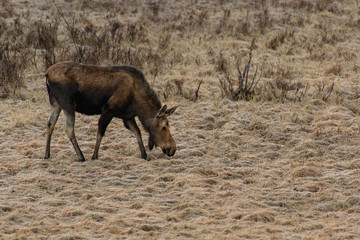 A Moose Grazes in the Mountain Meadows of Rocky Mountain National Park