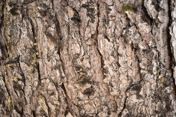 Texture wood tree background nature