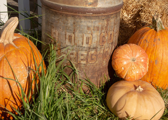 Milk Jug with Pumpkins - Landscape