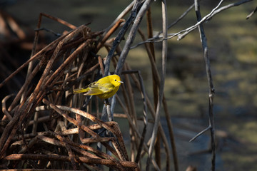 A Beautiful and Colorful Yellow Warbler Male and Water Reflection