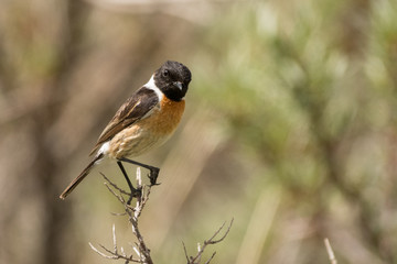 Stunning bird photo. European stonechat - Saxicola rubicola