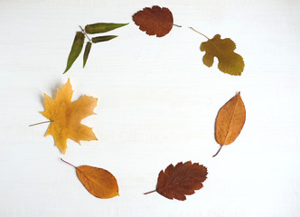 Autumn banner. Frame design for text on abelo wooden background with autumn dry leaves. Basis, background for a banner with natural leaves. Flat lay, top view. Autumn flat background.