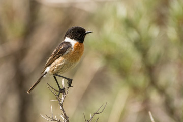 Stunning bird photo. European stonechat - Saxicola rubicola