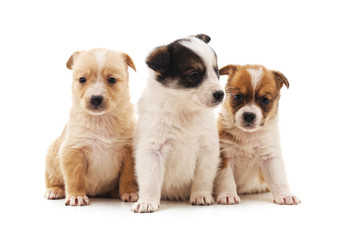 Three little puppies.