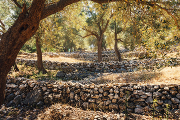 olive grove with rocky fences
