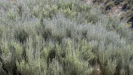 exotic plants on teide volcano