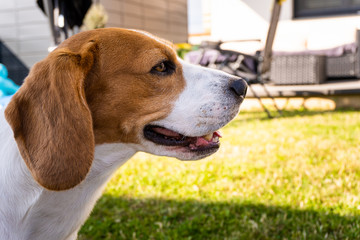 Beagle dog head portrait in a garden.