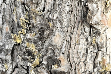 Texture wood tree background nature