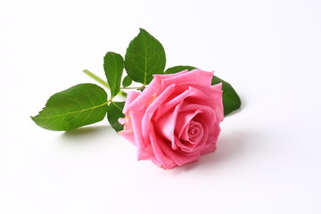 Fototapeta premium pink rose isolated on white background