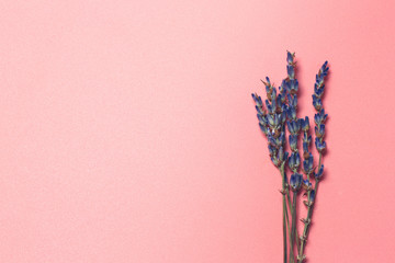 Lavender on a pink retro background. toned photo. floral background
