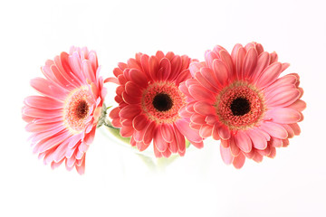 three gerberas isolated on white background