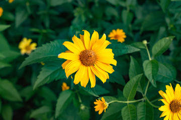 Freshness concept. Nature closeup yellow daisy flowers field for background