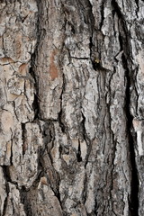 Texture wood tree background nature