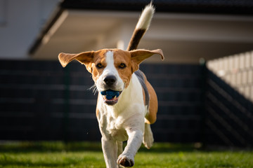 Beagle dog with a ball on a green meadow during spring,summer runs towards camera with ball