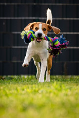 Beagle dog runs in garden towards the camera with colorful toy.