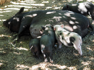 Big pig feeds little piglets with breast milk