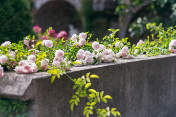 Pink rose grows over stone wall