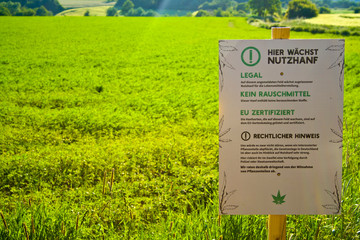 A hemp field in Hesse, m Germany. Legal hemp cultivation for medicine or food.