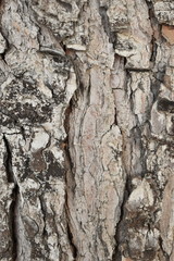 Texture wood tree background nature