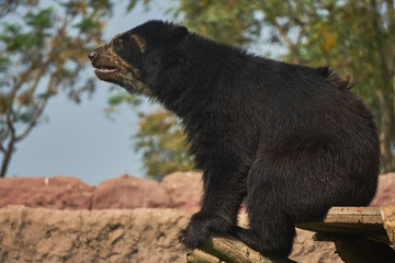 Oso Pardo
