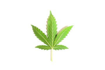 Marijuana leaf isolated on white background.