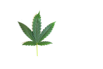 Marijuana leaf isolated on white background.