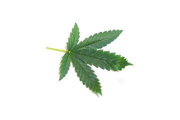 Marijuana leaf isolated on white background.