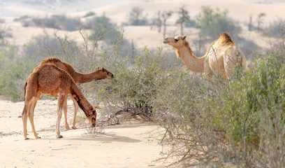 Middle eastern camels eating leaves from desert trees near Al Ain, UAE