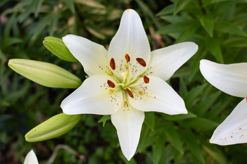 Beautiful white lily flower blossom in the garden