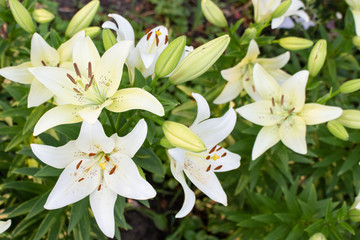 Obraz premium Beautiful white lily flower blossom in the garden