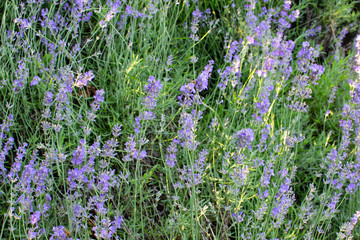 Beautiful lavender bush blossom with blue flowers in the sunny morning