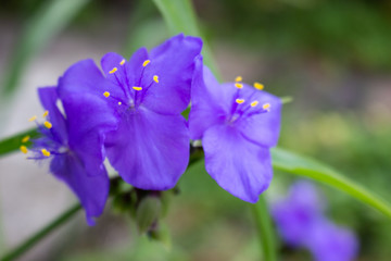 Small twig of blossoming commelina