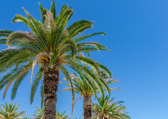 Obraz na płótnie Canvas Palm. Tropical Background.