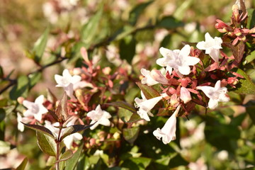 wild flowers in the garden
