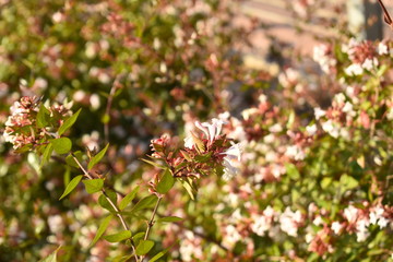 wild flowers in the garden