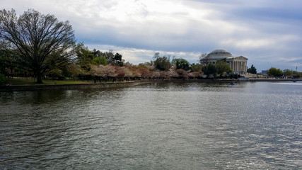 Fototapeta na wymiar Chery Blossom trees in the US capital Washington