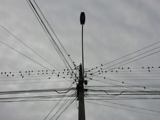 pole and wires