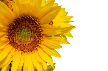 Foto auf Acrylglas Sunflower floral border with copy space, festive background. © Hanna Aibetova