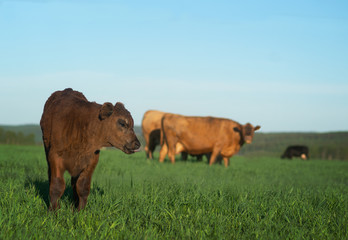 Brown calf with other cows in green field