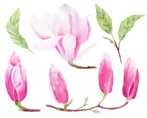Fototapete Magnolie Magnolia geschlossene Knospen handgezeichnete Aquarell-Raster-Illustrationen-Set