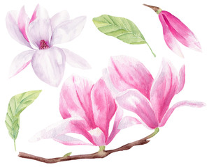 Magnolia blossom hand drawn watercolor raster illustrations set