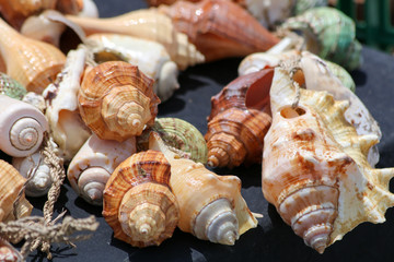 Beautiful collection of colorful sea shells 