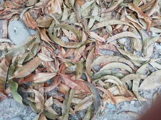 fresh fish at the market