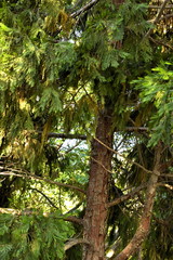 Tree background nature